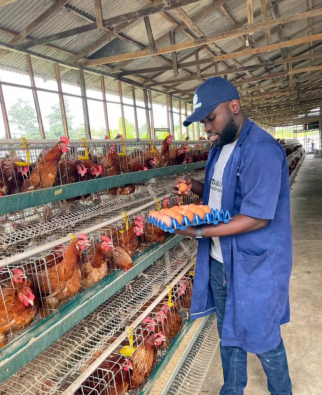 The CEO in a blue work coat checking a tray of eggs between rows of cages