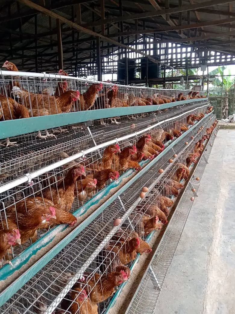 Rows of brown layer hens in tiered battery cages