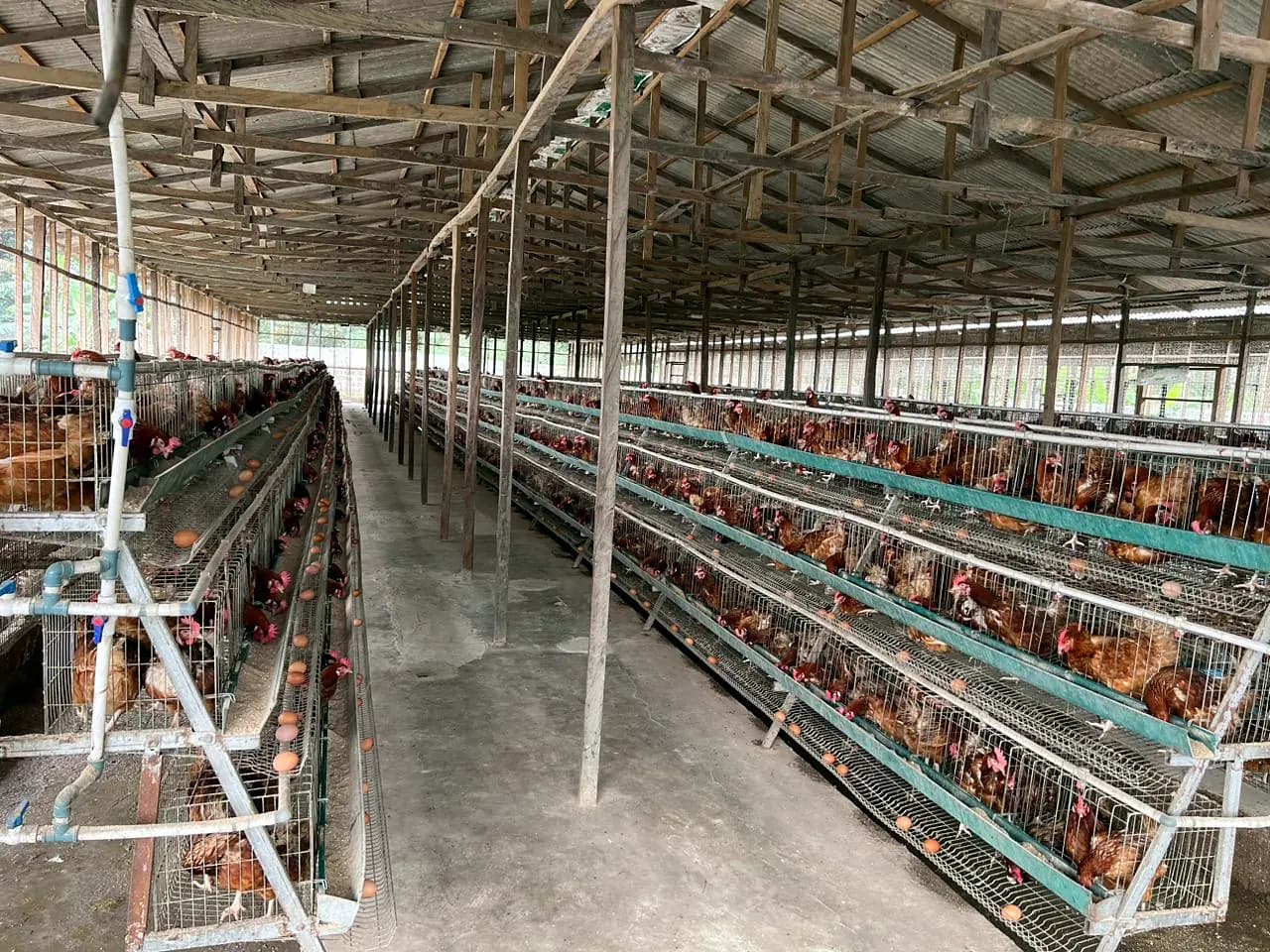 A long aisle between two rows of tiered cages in the Caritana Farms laying house