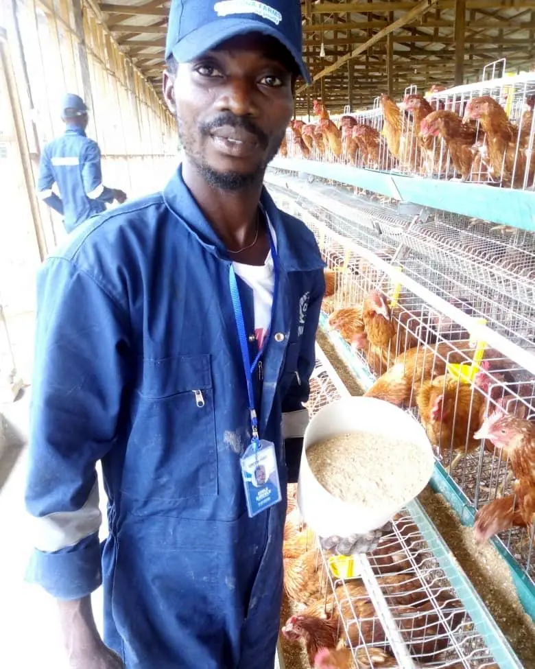 A team member holding a scoop of feed beside the cages